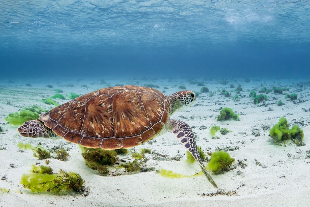 offshore banking in mauritius