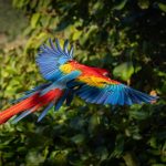 Costa Rica's Free Zones and the Future of Offshore Banking costa rica offshore banking