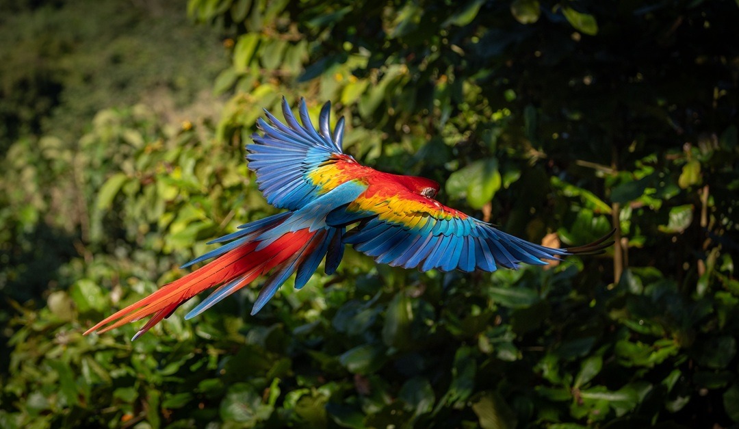 Costa Rica's Free Zones and the Future of Offshore Banking costa rica offshore banking