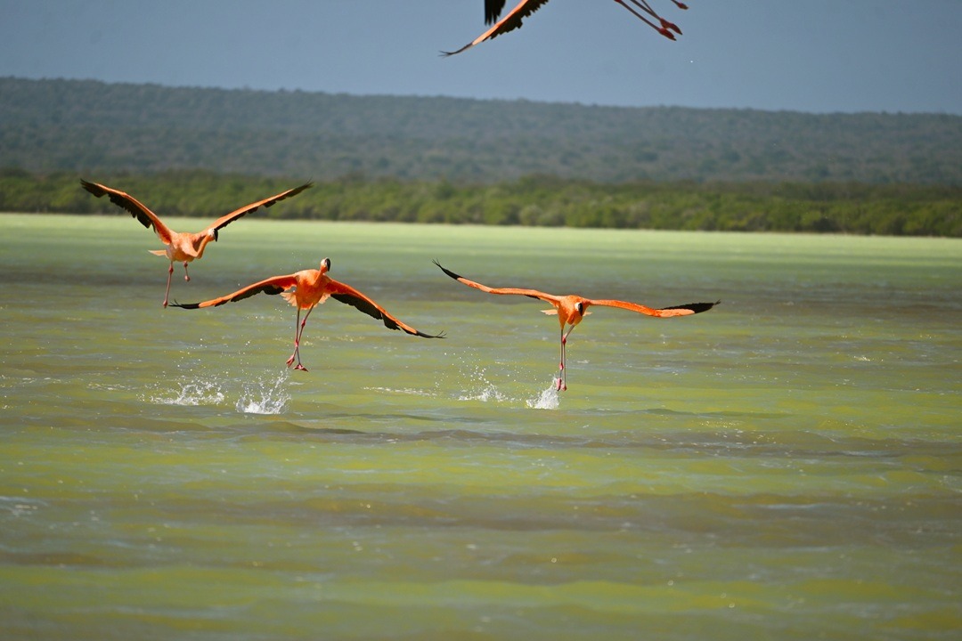 free zone offshore banking